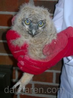 Code Red Owlet Down February 22