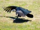 mar 14 vulture landing at Birds of Prey 2