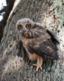 Mar 20 MM is a marsh owl in tree 3rd time