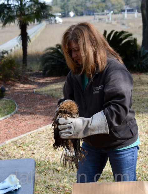 Debbie Mauney retrieves the owlet from the box so she can examine it for injuries