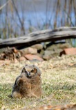 An Owlet on not good behavior: MiniMe on favorite place - the ground